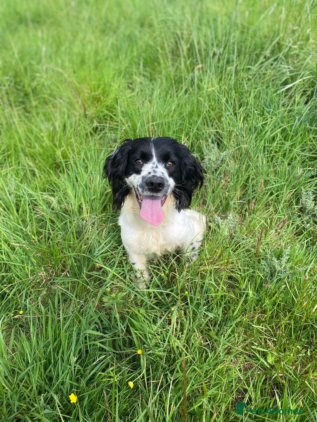 English Springer Spaniel dogs for sale: Speckled mixed colour ESS pups,TESTED PARENTS - Image 22