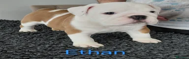 English Bulldog 3