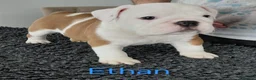 English Bulldog dogs for sale: English Bulldog Puppies  - Advert 2