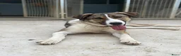 Mixed Breed dogs for adoption: BLANCA - bringing the fun and laughter - Advert 7