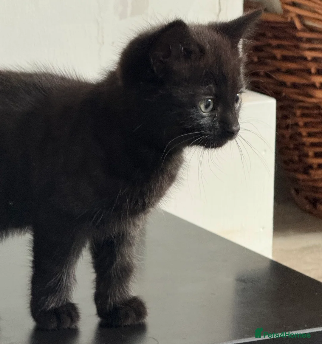 Persian cats for sale: Persian cross kitten boy  - Advert 2