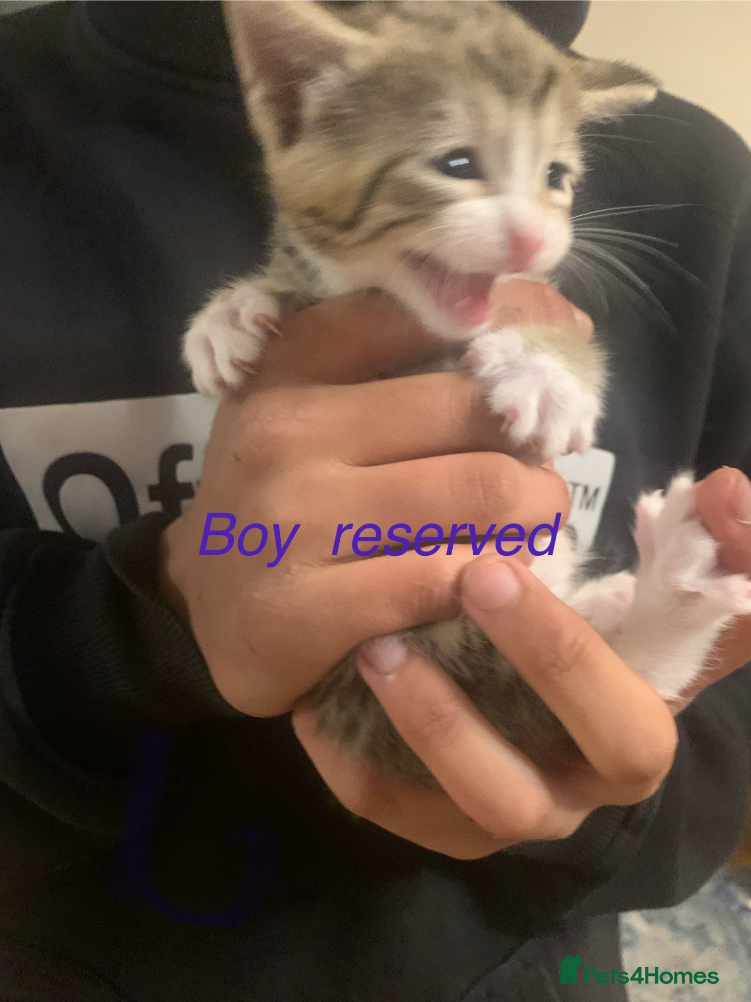 British Shorthair cats Kittens for sale  - Advert 2