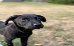 Mixed Breed dogs for sale: LAB X CANE CORSO PUP - Image 3