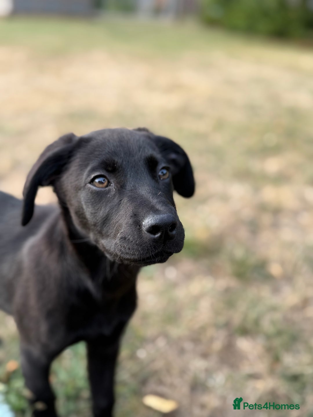 Mixed Breed dogs for sale: LAB X CANE CORSO PUP - Image 3
