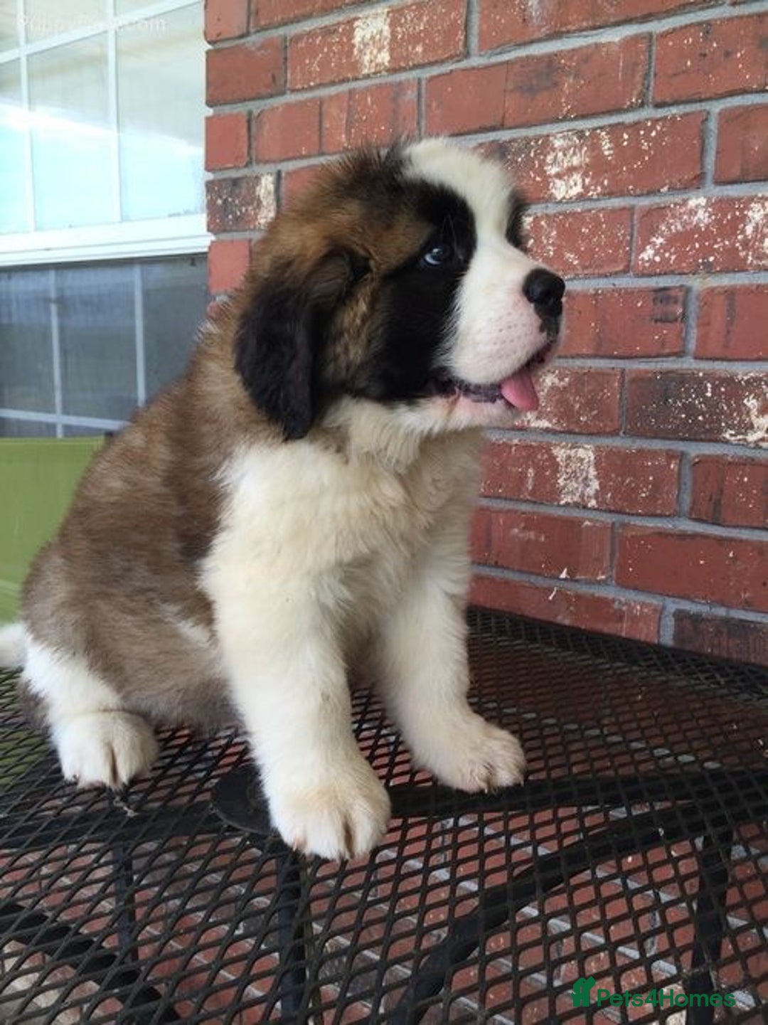 Saint Bernard dogs for sale: “Meet my adorable puppies - Ready for New Homes! ” - Image 5