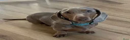 Miniature Dachshund dogs for sale: Miniature Dachshund puppies READY TO LEAVE NOW  - Advert 10