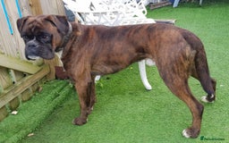 Boxer dogs for sale: BOXER PUPPIES FOR SALE!! - Image 8