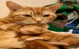 Domestic Shorthair cats for sale: Last of the litter ginger kitten ready to go - Image 11