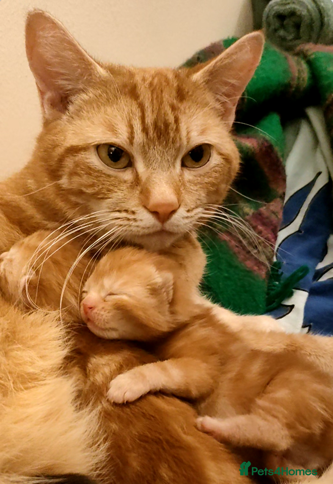 Domestic Shorthair cats for sale: Last of the litter ginger kitten ready to go - Image 11