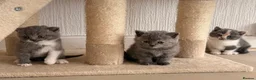 British Shorthair cats for sale:  Beautiful British Shorthair Kittens ✨🐾 - Advert 12