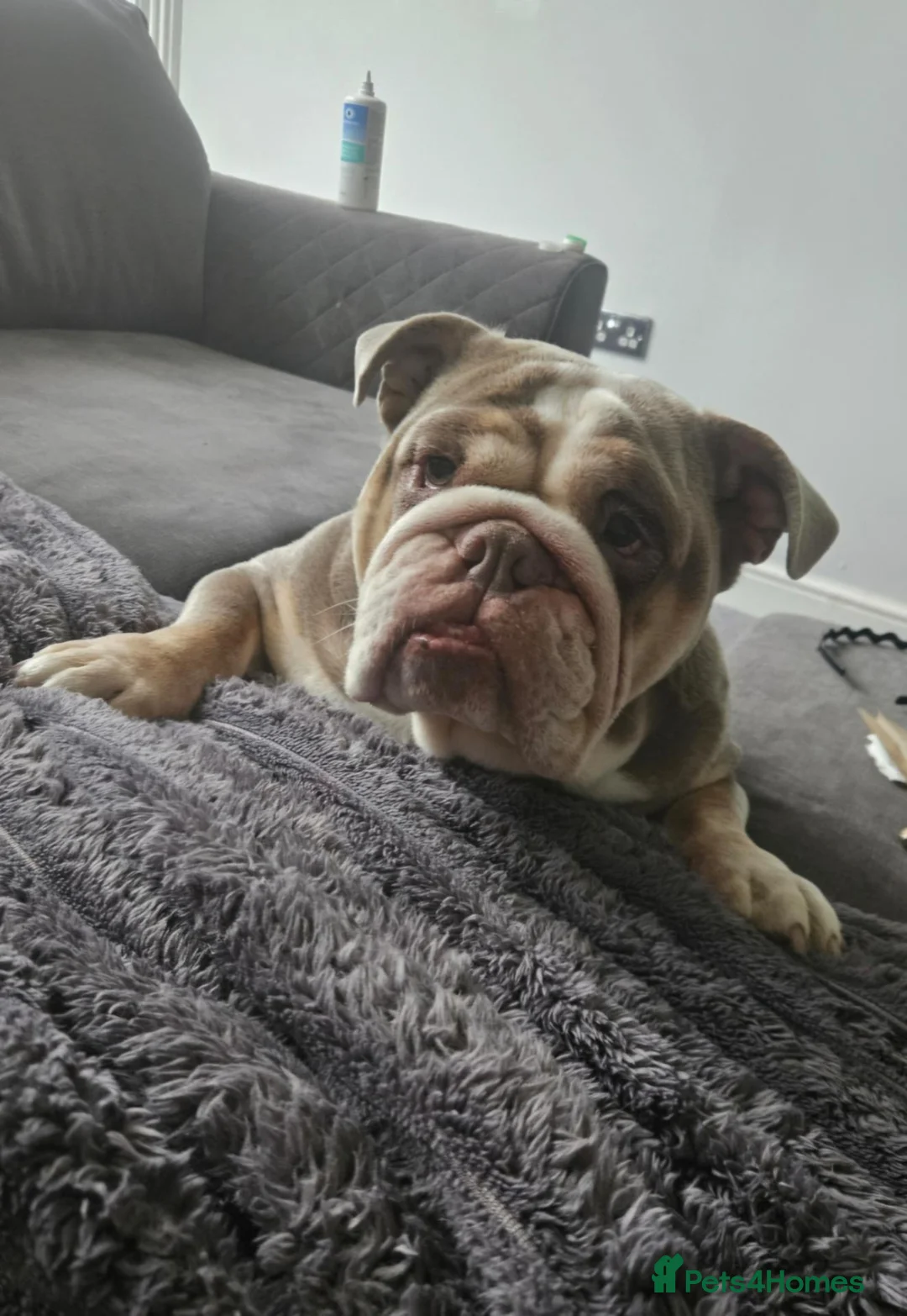 English Bulldog dogs for sale: Quality english female - Advert 1