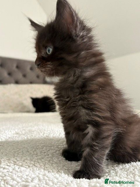 Maine Coon cats Black Smoke Boy - Advert 10