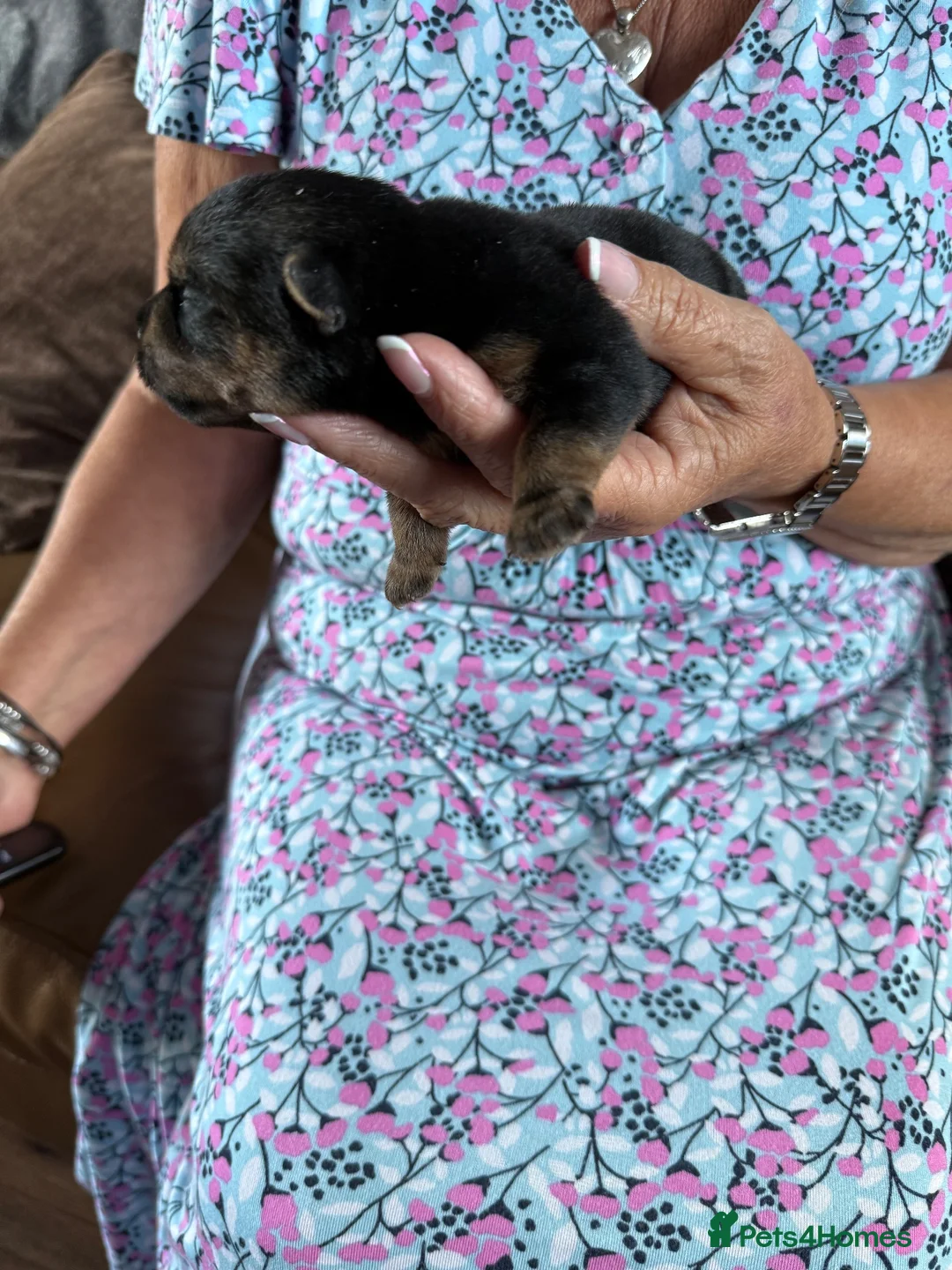Norfolk Terrier dogs for sale: Nolfolk terrier  - Advert 19