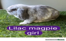 Mini Lop rabbits for sale: Beautiful, friendly mini lops  - Image 3