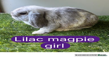 Mini Lop rabbits - Advert 5