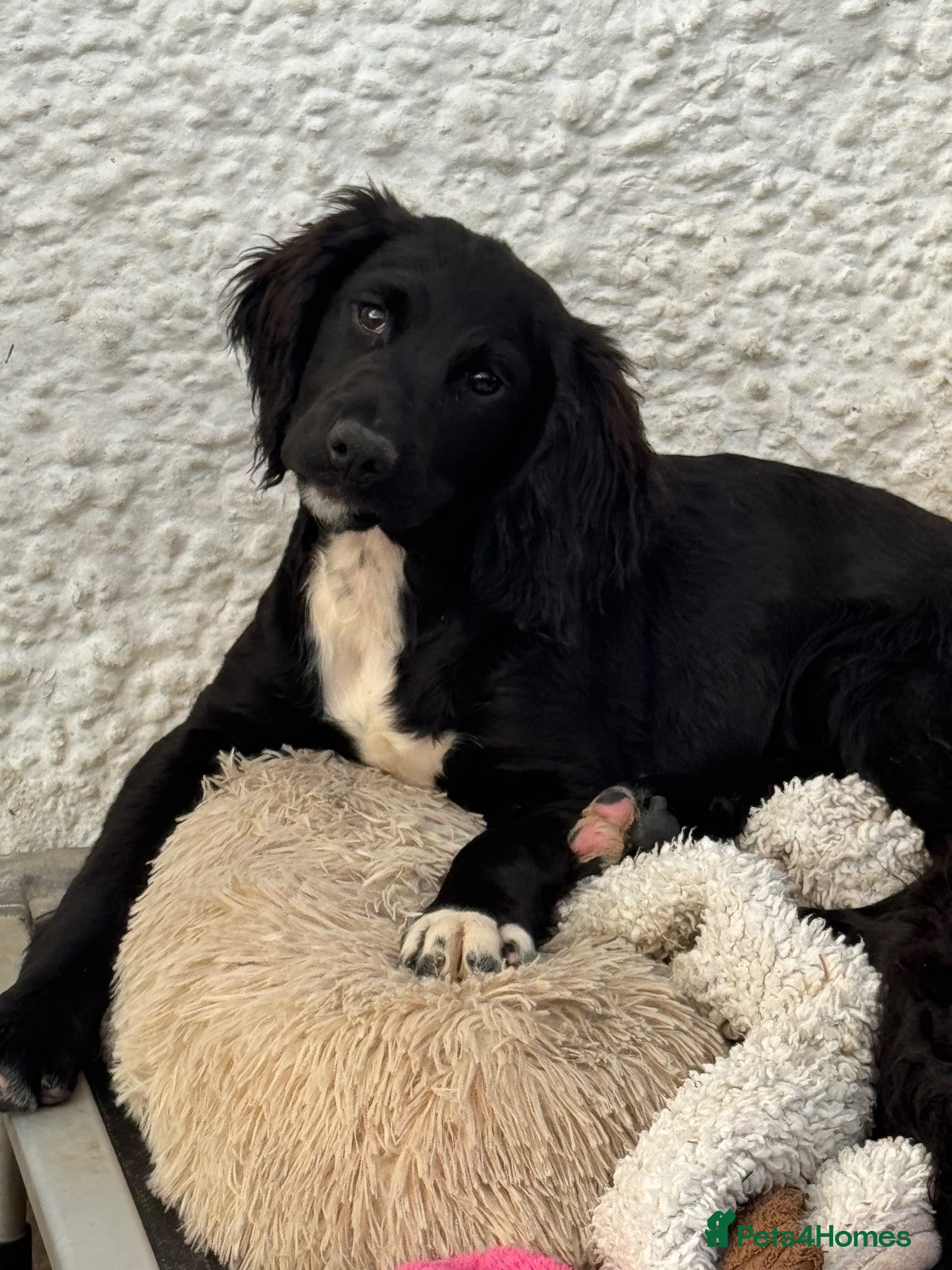 Sproodle dogs Healthy F1 Sproodles fully vaccinated - Advert 2
