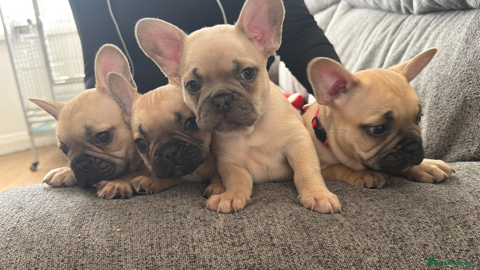 French Bulldog dogs French bulldog puppies. - Advert 13