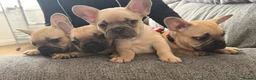 French Bulldog dogs for sale: French bulldog puppies. - Advert 1