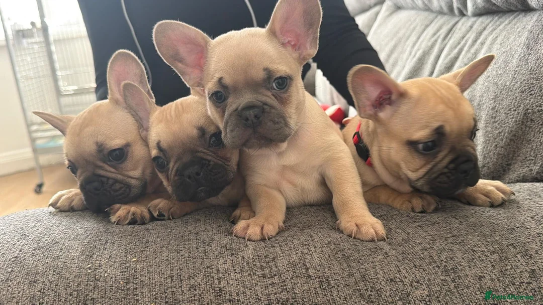French Bulldog dogs for sale: French bulldog puppies. - Advert 1