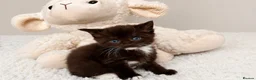 Maine Coon cats for sale: Mainecoon x babies ready now - Advert 7