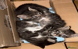 Mixed Breed cats for sale: Beautiful kitten needing forever home  - Image 6