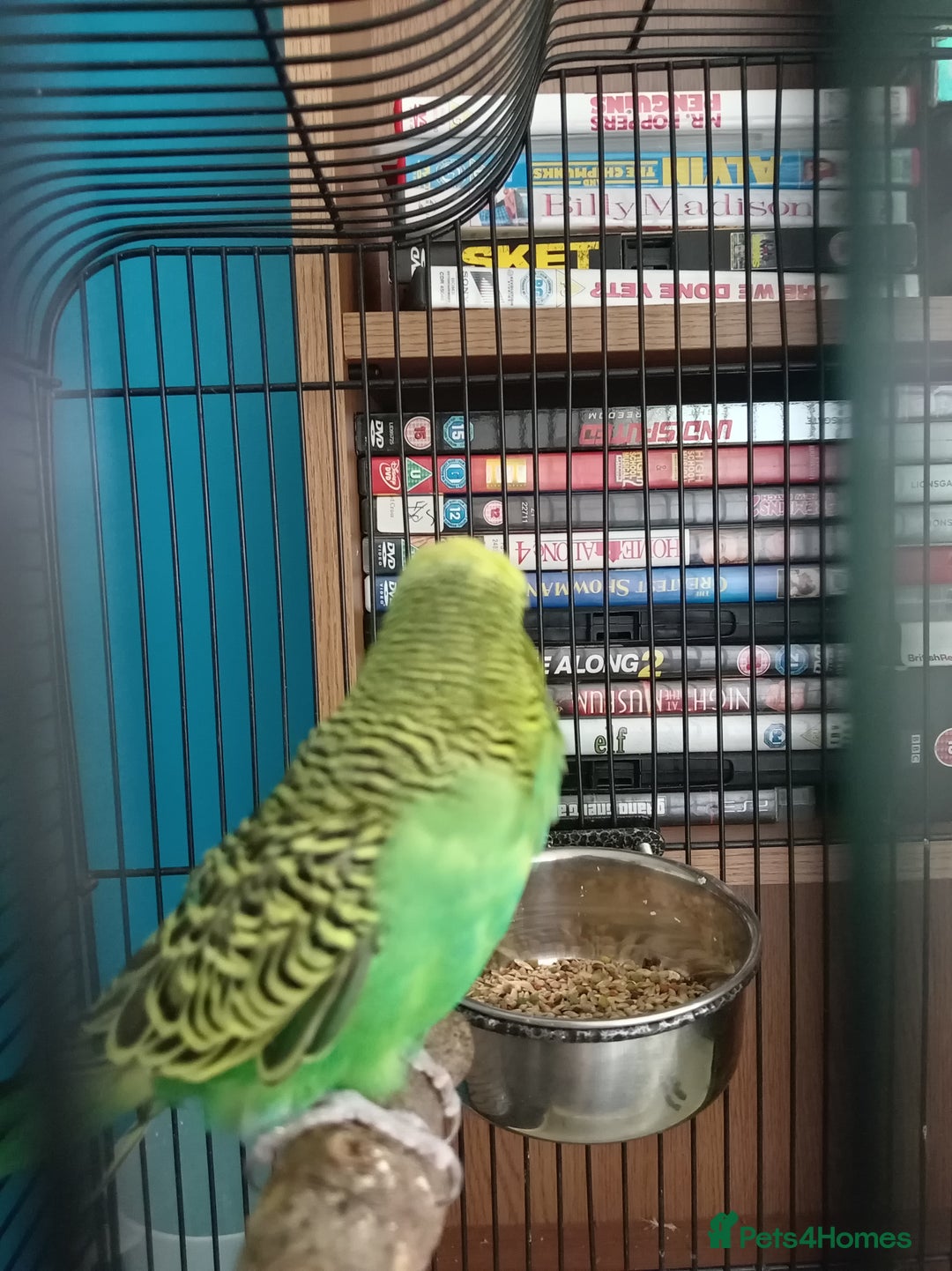 Budgerigars birds for sale: Two budgies  - Image 3