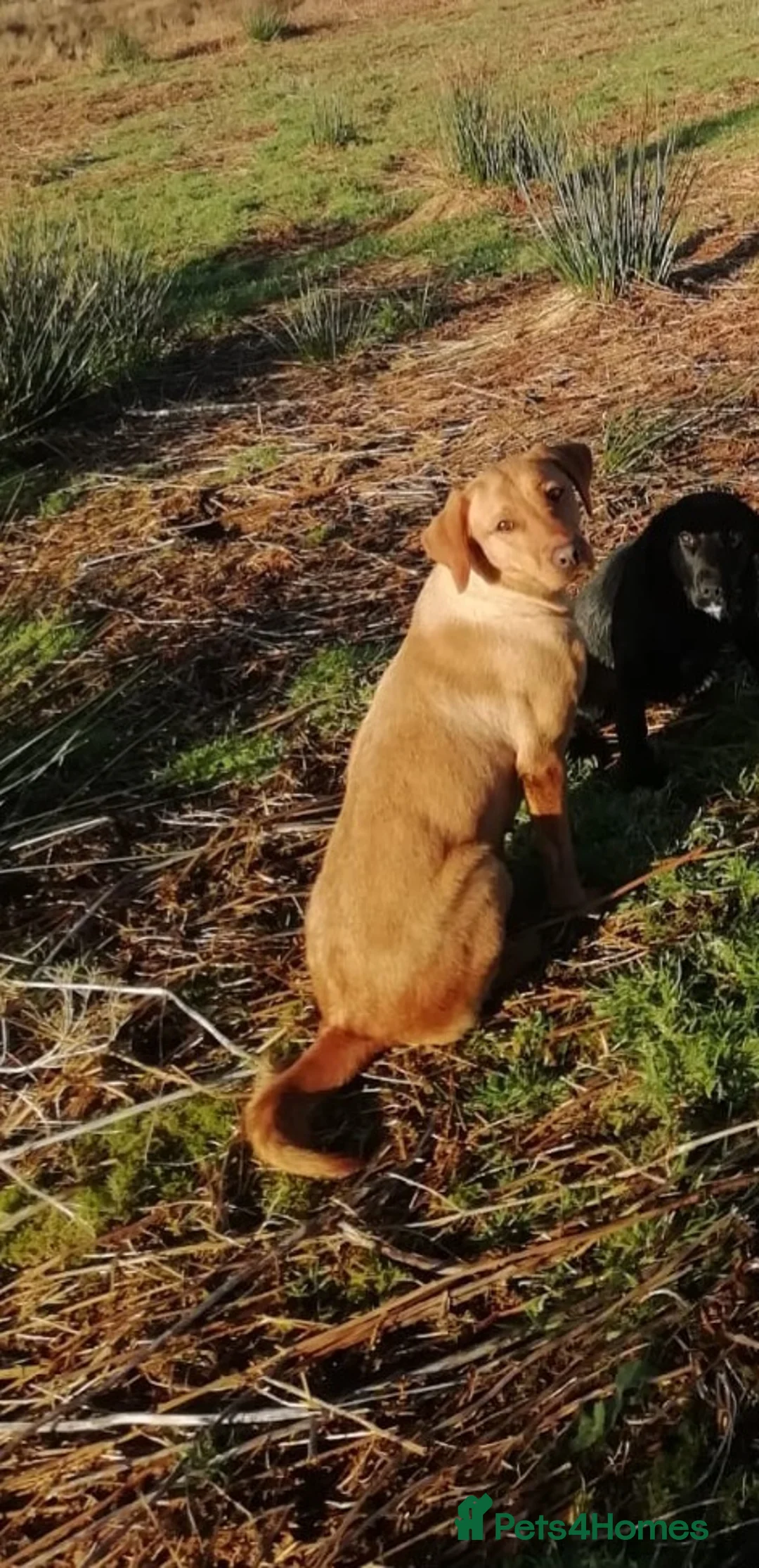 Labrador Retriever dogs for sale: 2 year old labrador - Advert 2