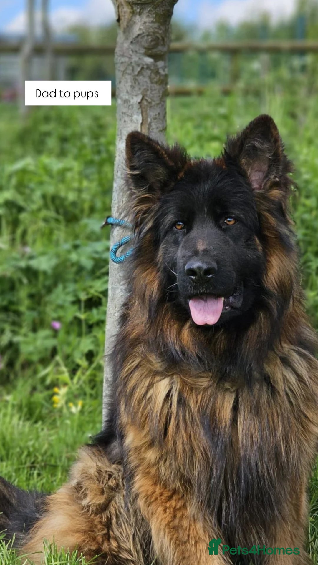 German Shepherd dogs for sale: BIG BONDED, LONG HAIRED GSD PUPPYS  - Image 4