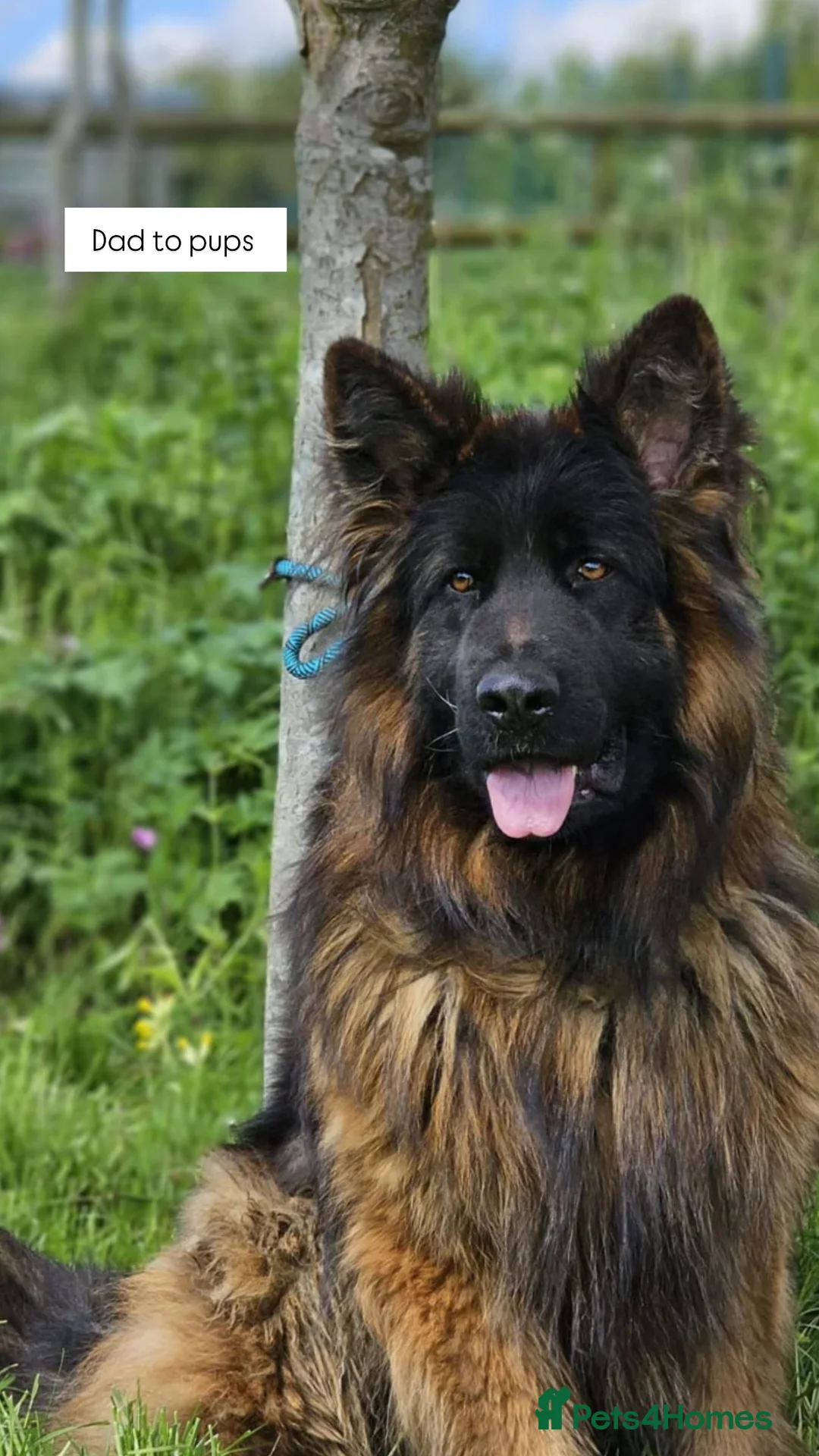 German Shepherd dogs for sale: WAITING LIST 2026 BIG BONDED, LONG HAIRED PUPPYS  - Advert 2