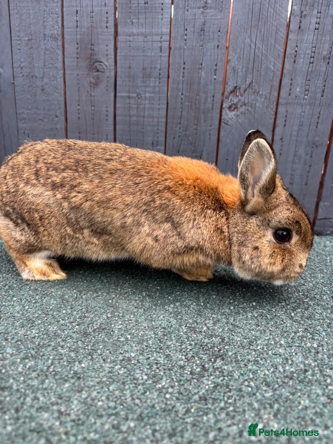 Netherland Dwarf rabbits for sale: Friendly Netherland dwarf rabbit  in Gateshead - Advert 3