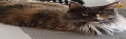 Maine Coon cats for sale: Female Maine Coon - Advert 4