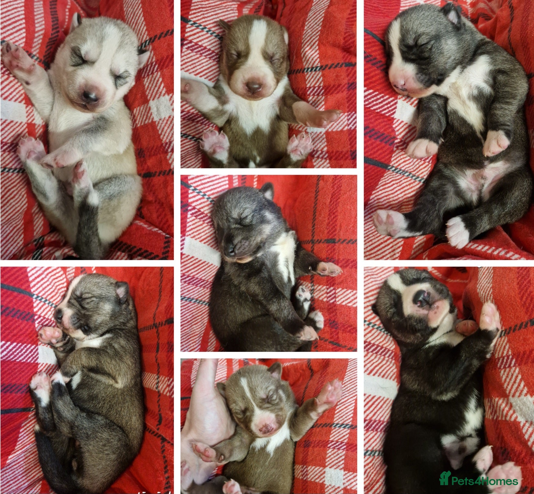 Siberian Husky dogs  Beautiful Siberian Husky Agouti Puppies ❤️ - Advert 10