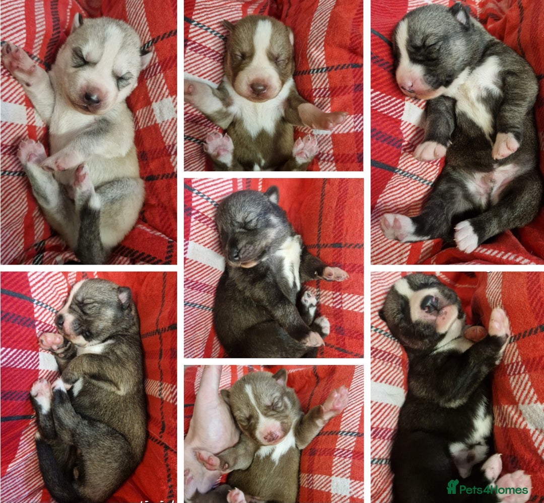 Siberian Husky dogs for sale:  Beautiful Siberian Husky Agouti Puppies ❤️ - Advert 1