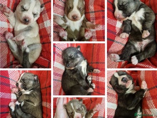 Siberian Husky dogs Beautiful Siberian Husky Agouti Puppies ❤️ - Advert 10