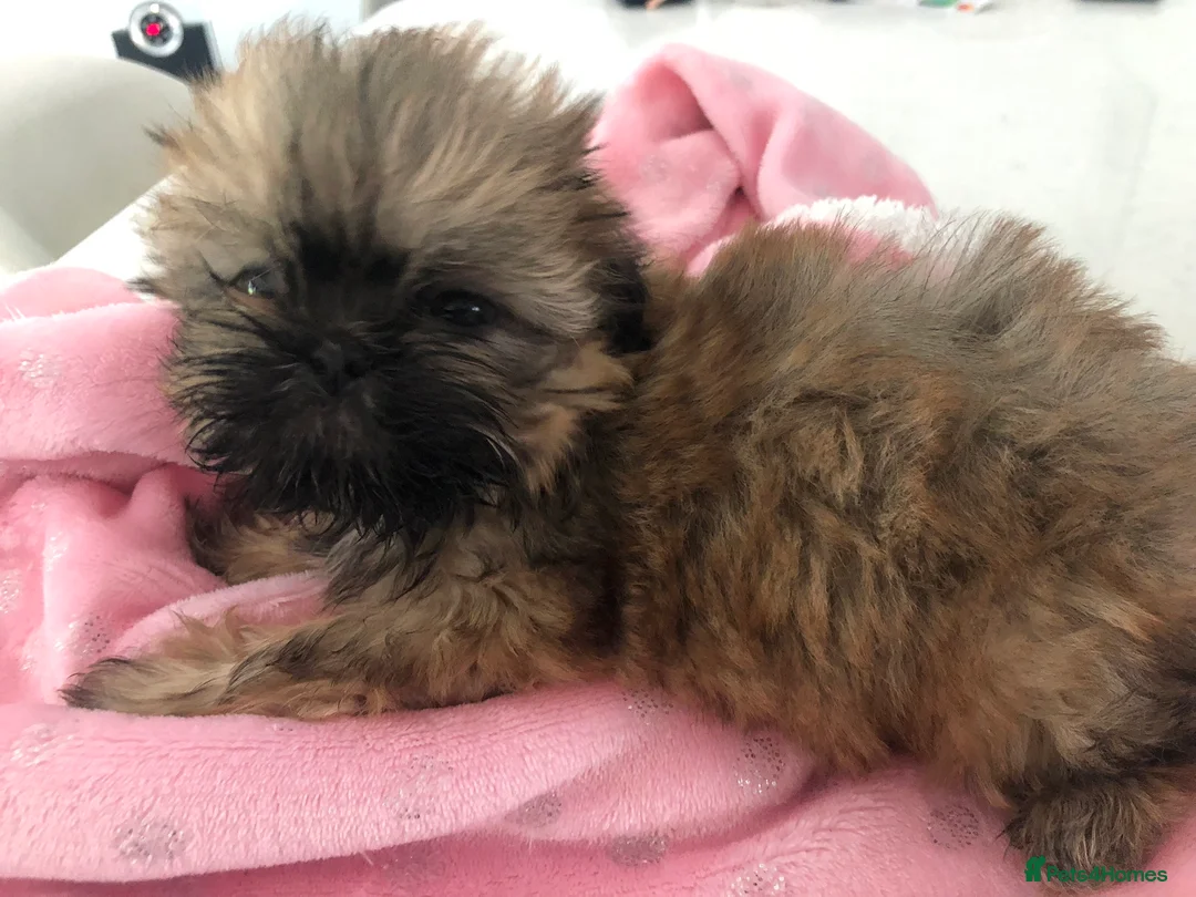 Shih Tzu dogs for stud: Shih tzu stud  in Glasgow - Advert 7