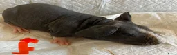 Guinea Pig rodents for sale: Skinny pig pups. Boys and girls  - Advert 5
