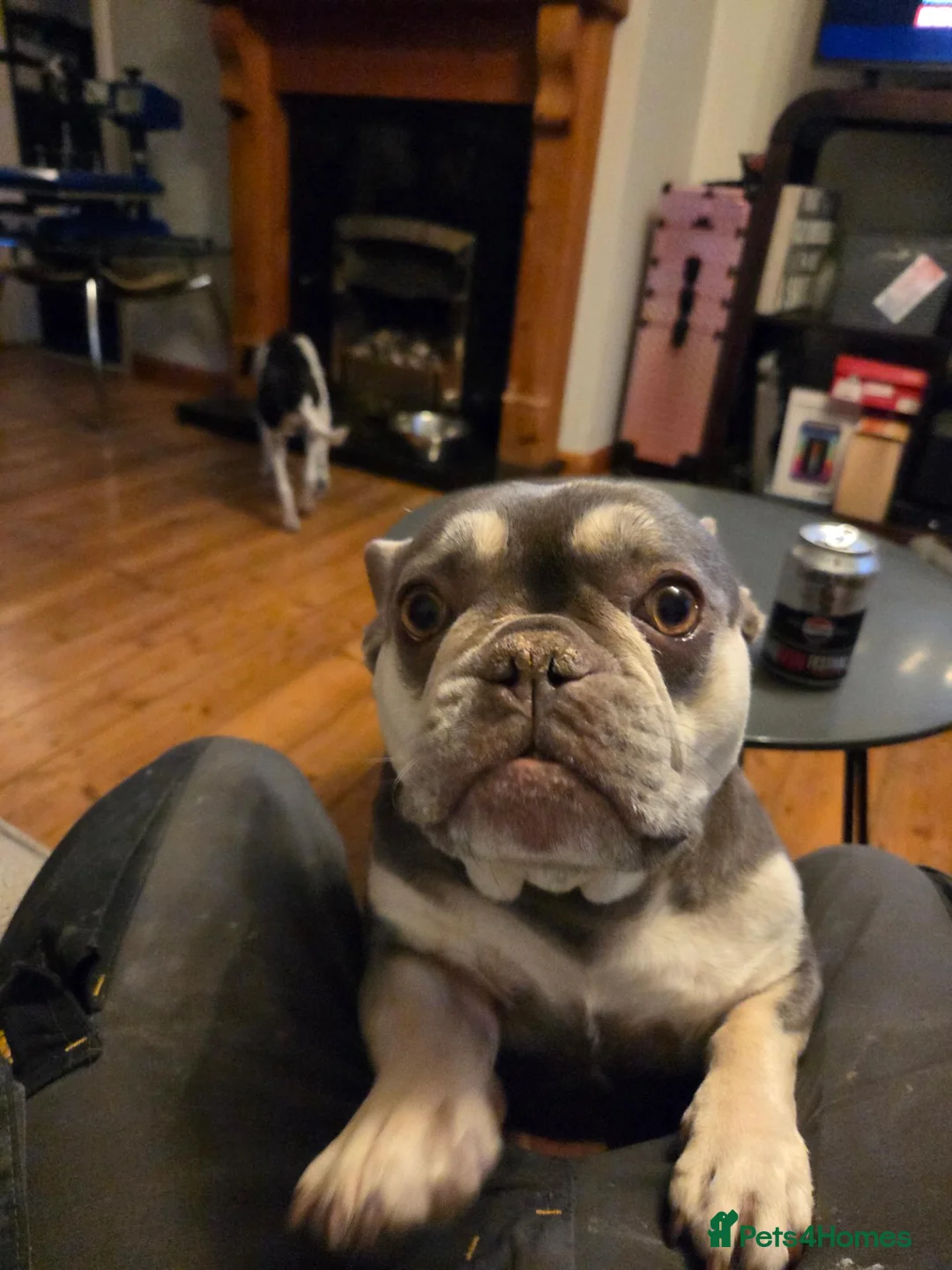 French Bulldog dogs for sale: French bulldog name vida in Huddersfield - Advert 1