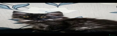Maine Coon 1