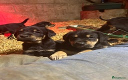 Mixed Breed dogs for sale: Beautiful Retriever X Huntaway puppies for sale - Image 6