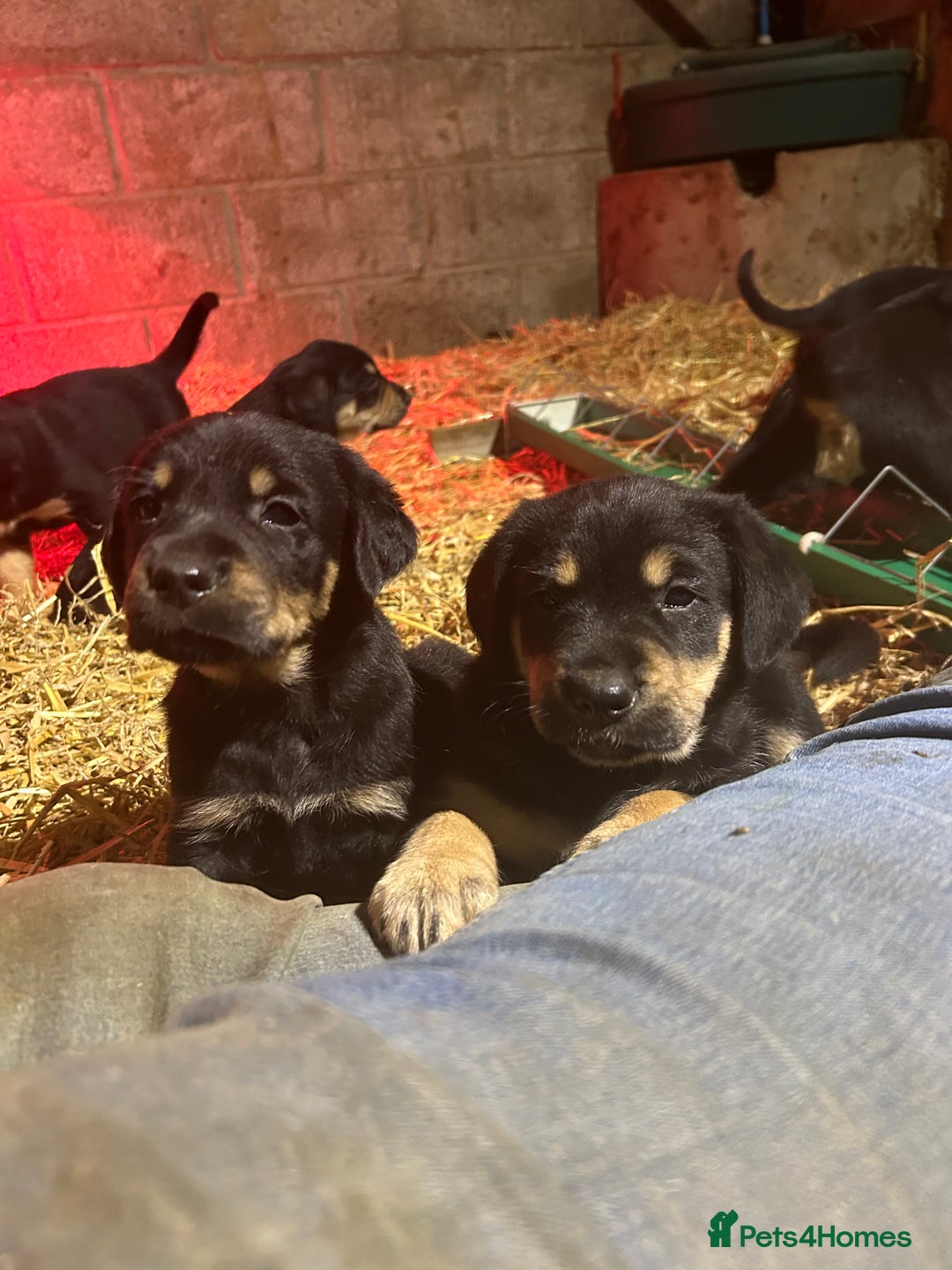 Mixed Breed dogs for sale: Beautiful Retriever X Huntaway puppies for sale - Image 6