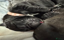 Neapolitan Mastiff dogs for sale: Neapolitan mastiff puppies  - Image 5