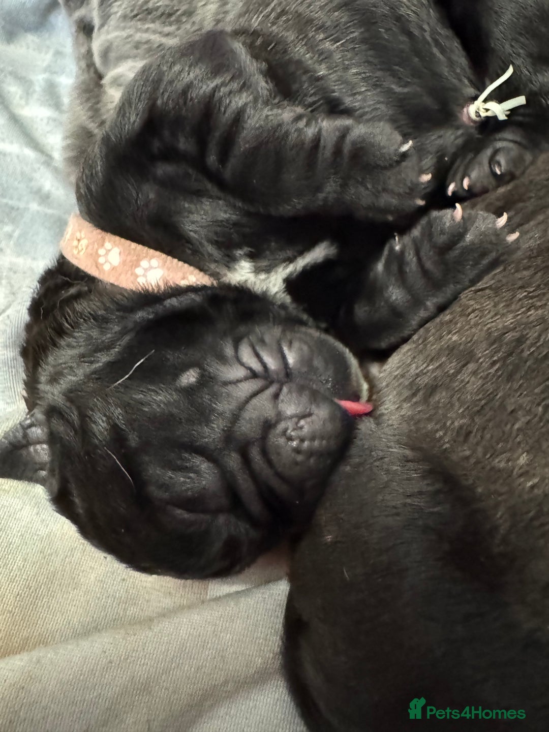 Neapolitan Mastiff dogs for sale: Neapolitan mastiff puppies  - Image 5
