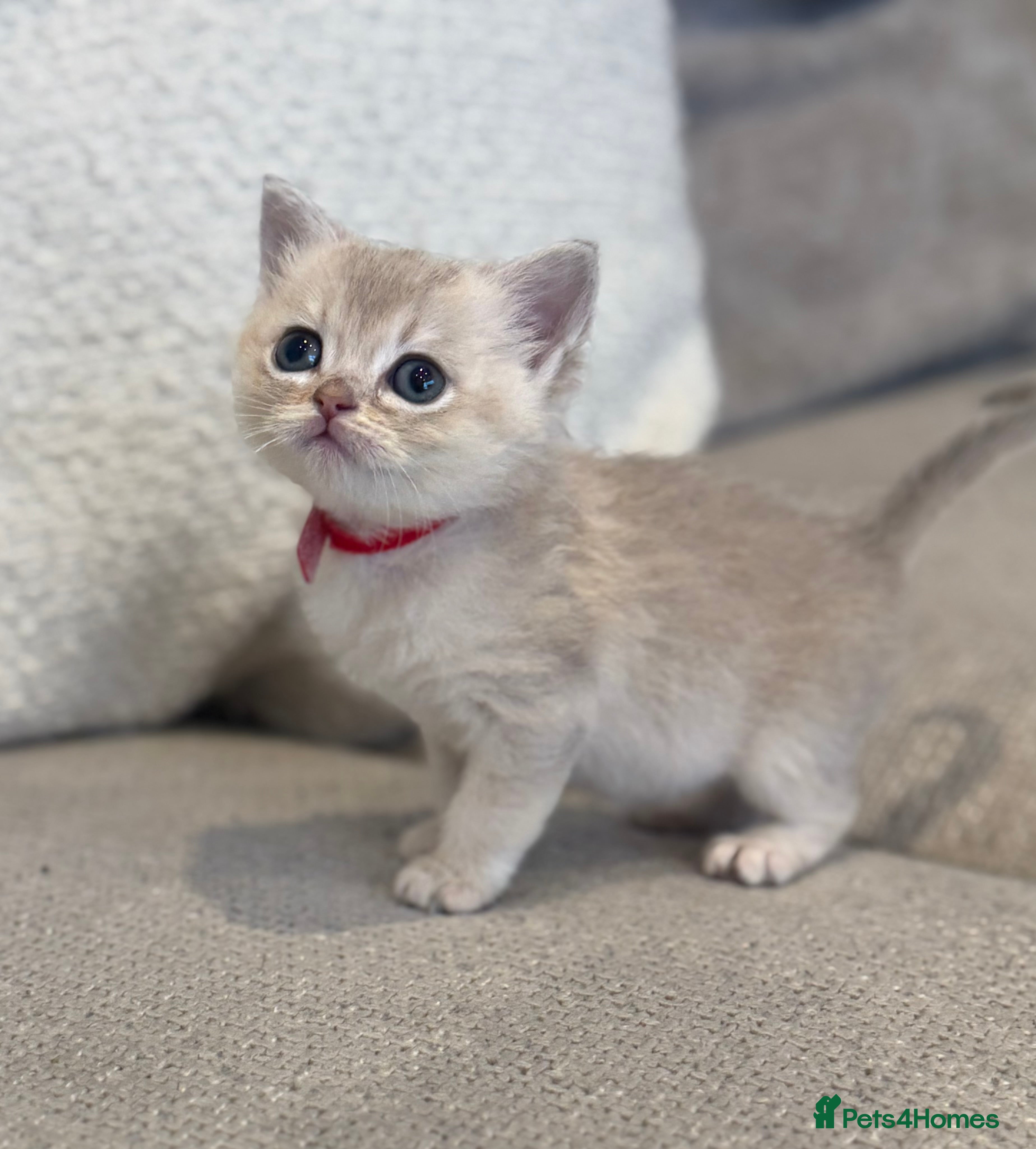 British Shorthair cats GCCF lilac goldens  - Advert 5