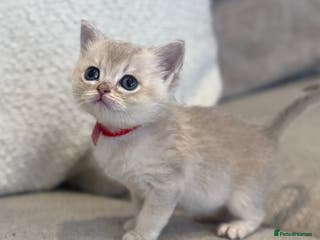 British Shorthair cats GCCF lilac goldens - Advert 3