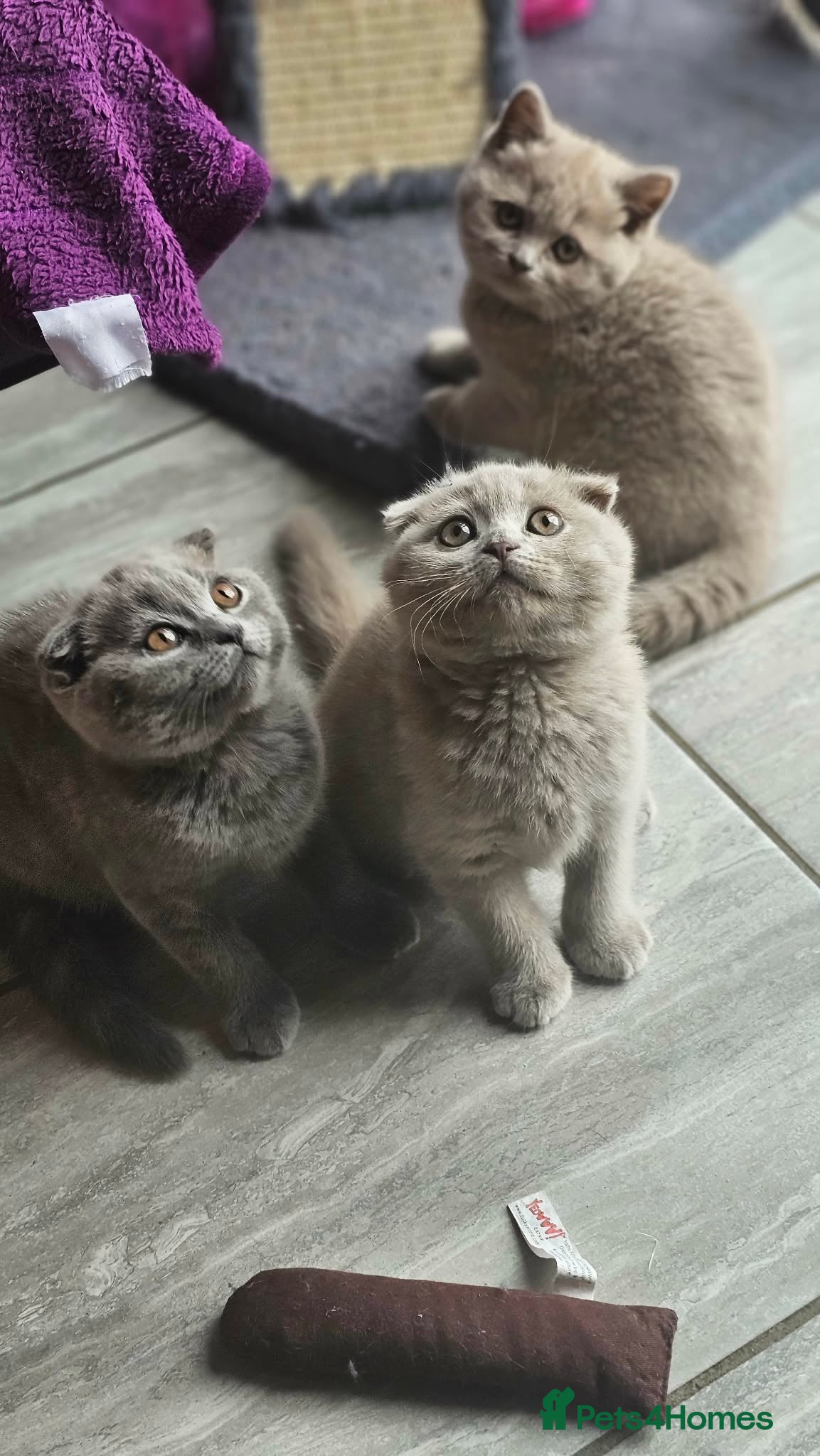 Scottish Fold cats Scottish fold - Advert 1