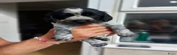 Sprocker dogs for sale: Stunning Sprocker Spaniel Puppies For Sale in Hull - Advert 15