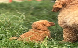 Miniature Poodle dogs for sale: Gorgeous apricot miniature poodle puppies - Image 1