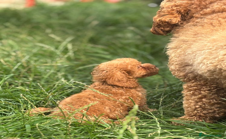 Miniature Poodle dogs - Advert 13