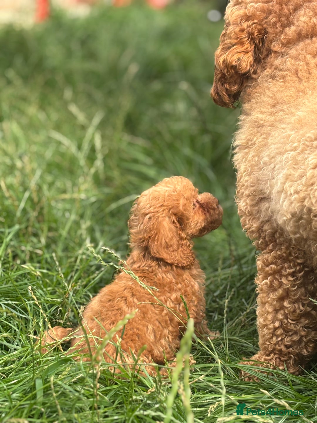 Miniature Poodle dogs for sale: Gorgeous apricot miniature poodle puppies - Image 1