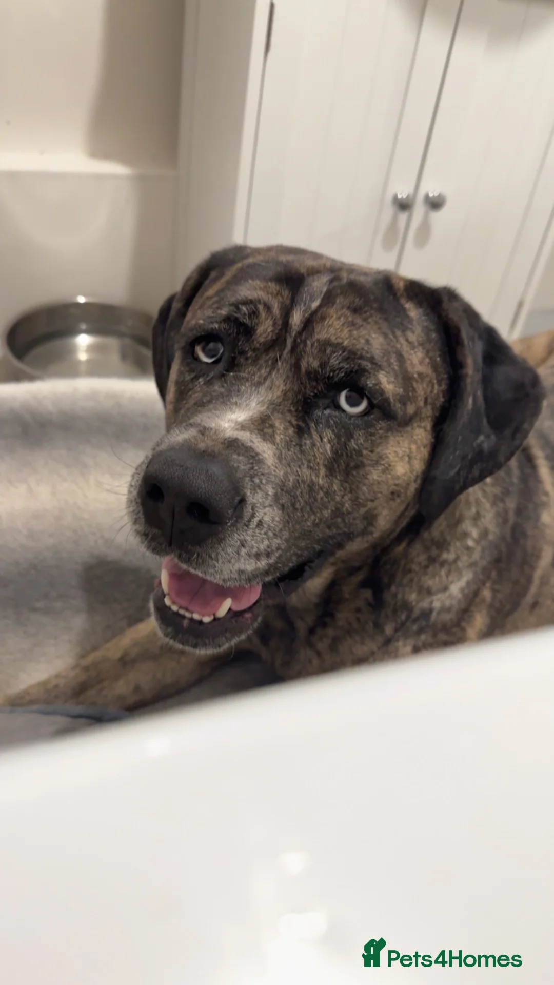 Cane Corso dogs for sale: 3 Year Old Female Cane Corso - Advert 2